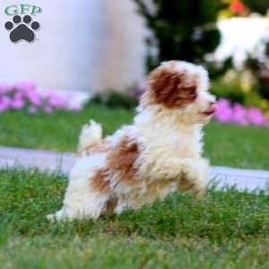 Crissy, Miniature Poodle Puppy