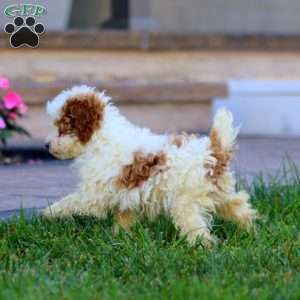 Crissy, Miniature Poodle Puppy