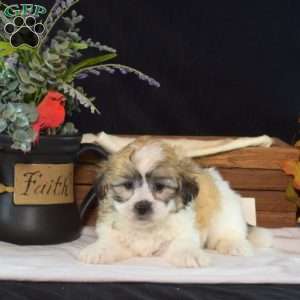 Crouton, Teddy Bear Puppy
