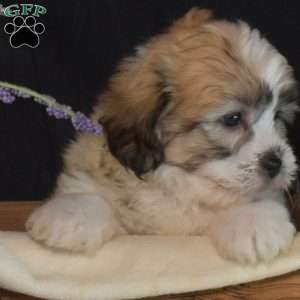Crouton, Teddy Bear Puppy