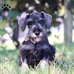 Cruz, Miniature Schnauzer Puppy