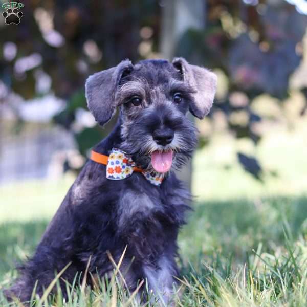 Cruz, Miniature Schnauzer Puppy