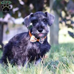 Cruz, Miniature Schnauzer Puppy