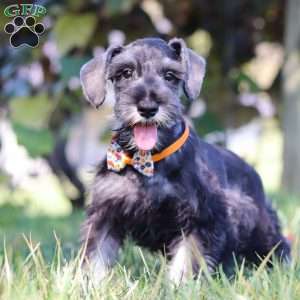 Cruz, Miniature Schnauzer Puppy