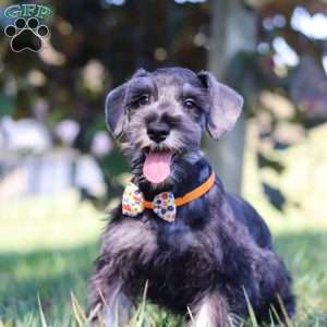 Cruz, Miniature Schnauzer Puppy