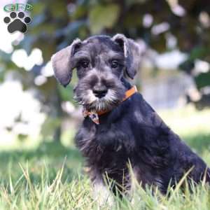 Cruz, Miniature Schnauzer Puppy