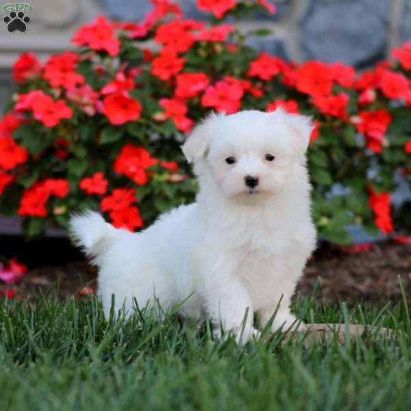 Crystal, Maltese Puppy