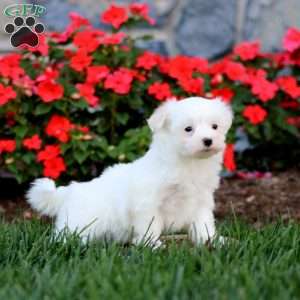 Crystal, Maltese Puppy