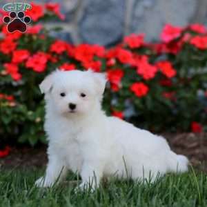 Crystal, Maltese Puppy