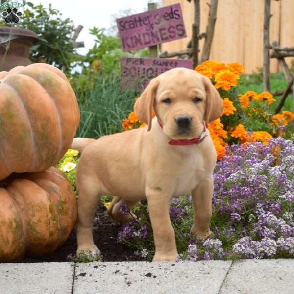 Cuddles, Yellow Labrador Retriever Puppy