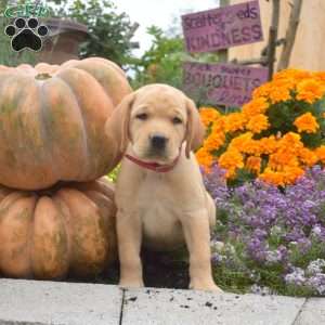 Cuddles, Yellow Labrador Retriever Puppy