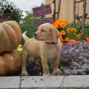Cuddles, Yellow Labrador Retriever Puppy