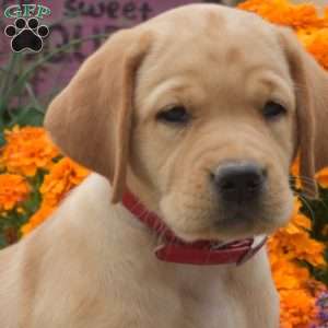 Cuddles, Yellow Labrador Retriever Puppy