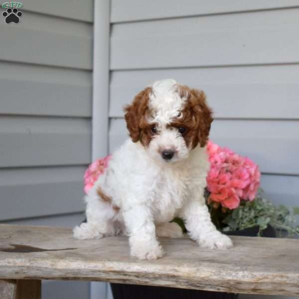 Cuddles, Cavapoo Puppy