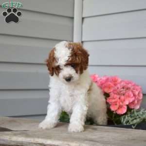 Cuddles, Cavapoo Puppy