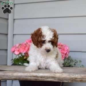 Cuddles, Cavapoo Puppy