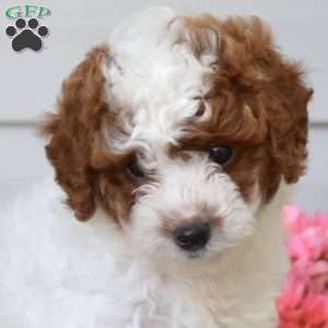 Cuddles, Cavapoo Puppy