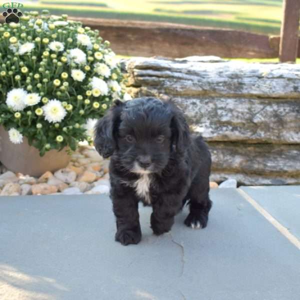 Cuddly, Yorkie Poo Puppy