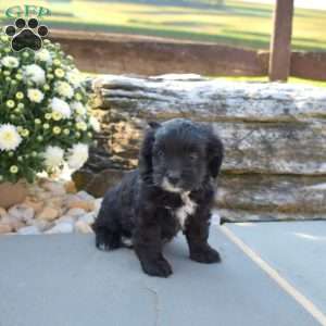 Cuddly, Yorkie Poo Puppy