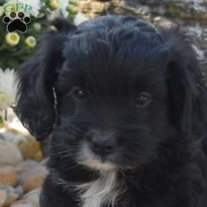 Cuddly, Yorkie Poo Puppy