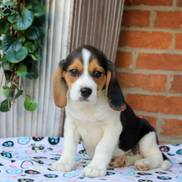 Cupid, Beaglier Puppy