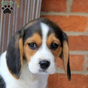Cupid, Beaglier Puppy