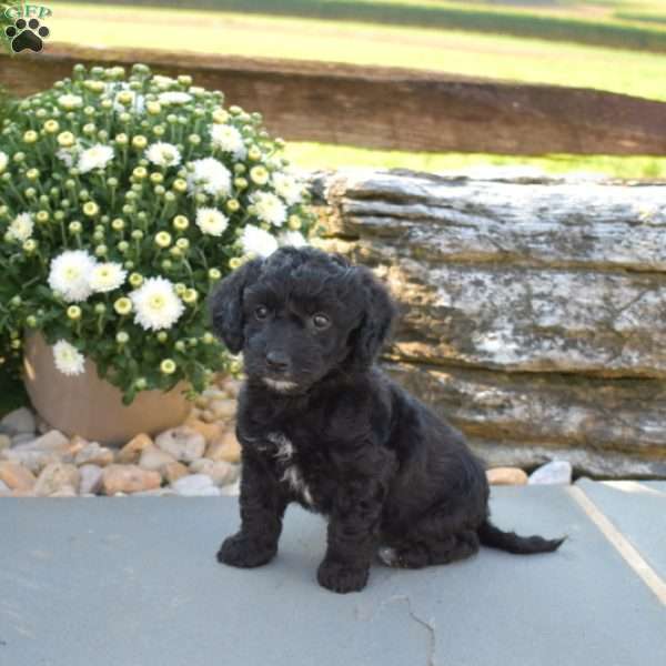 Curly, Yorkie Poo Puppy