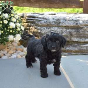 Curly, Yorkie Poo Puppy