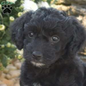 Curly, Yorkie Poo Puppy