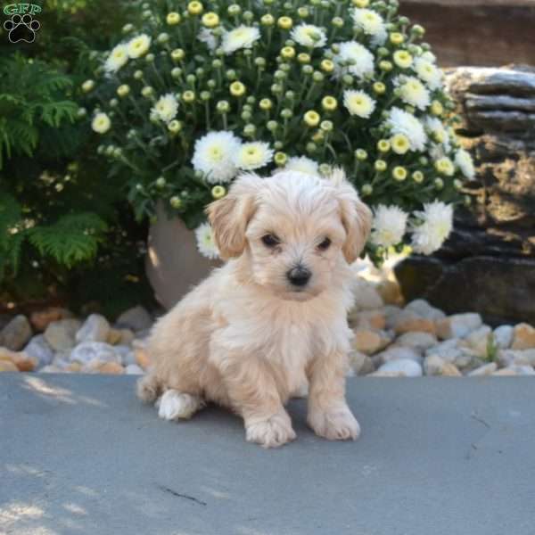 Cutie, Yorkie Poo Puppy