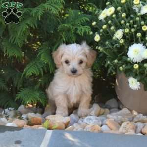 Cutie, Yorkie Poo Puppy