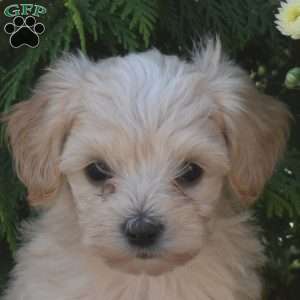 Cutie, Yorkie Poo Puppy