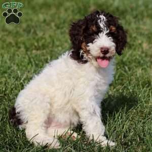 Taylor, Sheepadoodle Puppy