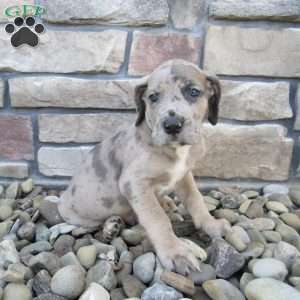 Hudson, Great Dane Puppy