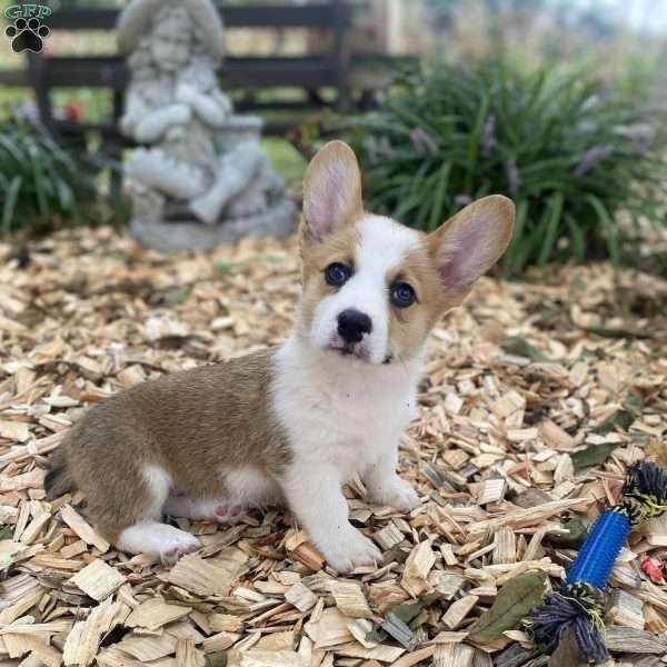 Jewel, Pembroke Welsh Corgi Puppy