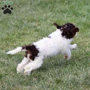 Taylor, Sheepadoodle Puppy