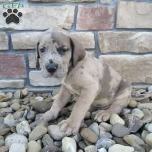 Hudson, Great Dane Puppy