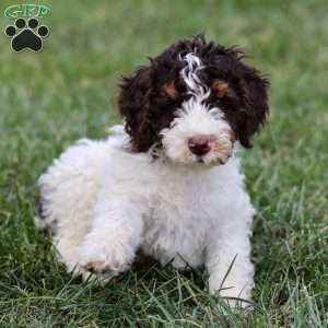 Taylor, Sheepadoodle Puppy