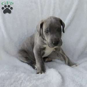 Rosco, Great Dane Puppy