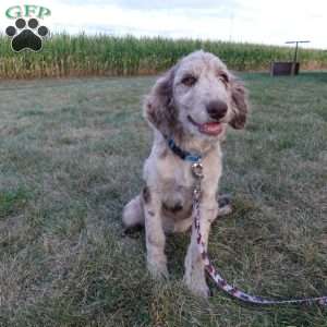 Maggie, Newfypoo Puppy