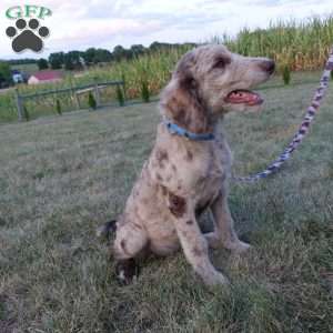 Maggie, Newfypoo Puppy