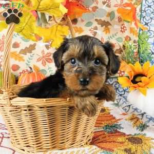 Wally, Yorkie Poo Puppy