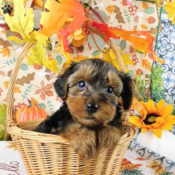 Wally, Yorkie Poo Puppy