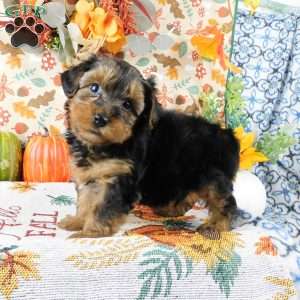 Wally, Yorkie Poo Puppy