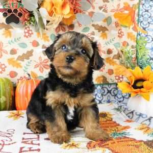 Wally, Yorkie Poo Puppy
