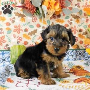 Wally, Yorkie Poo Puppy
