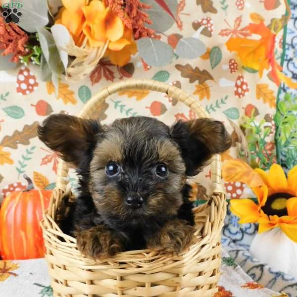 Winston, Yorkie Poo Puppy