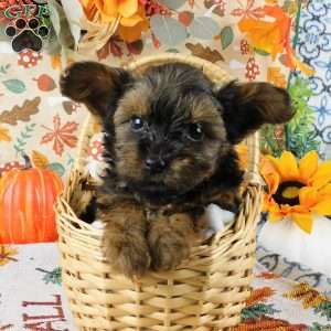 Winston, Yorkie Poo Puppy
