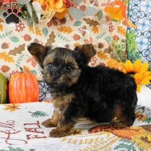 Winston, Yorkie Poo Puppy