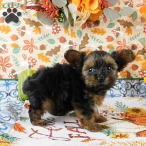 Winston, Yorkie Poo Puppy